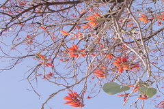 Erythrina suberosa